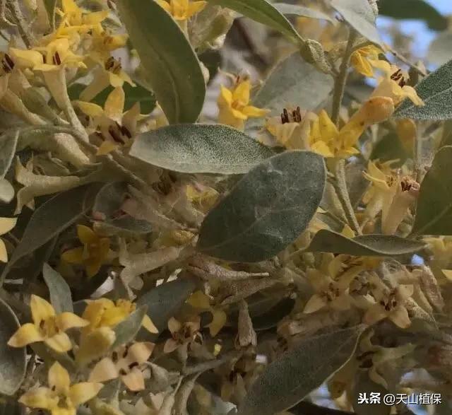 沙枣花是什么，沙枣花是什么意思（又是一年沙枣花开时）