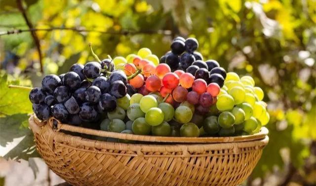 葡萄的营养成分，葡萄的营养成分和价值（葡萄被誉为“美女的保护果”）