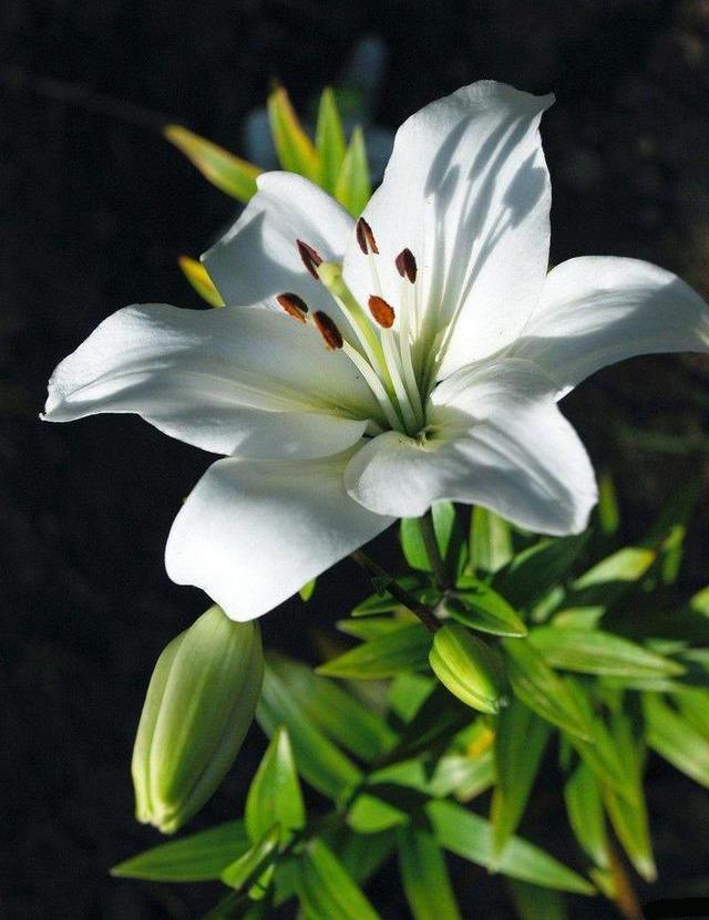 一盆百合花，开花香喷喷，硕大的花朵颜值高，寓意好看了就喜欢