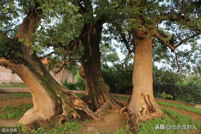 惠风和畅送给什么人，家中挂什么字才最旺人（自端午插艾想到清明插柳）