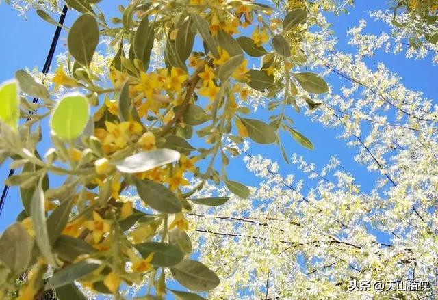 沙枣花是什么，沙枣花是什么意思（又是一年沙枣花开时）