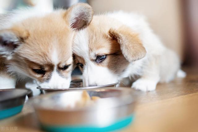 幼犬的喂食正确方法，幼犬的喂食正确方法视频（狗狗喂养大学问：如何喂养幼犬）