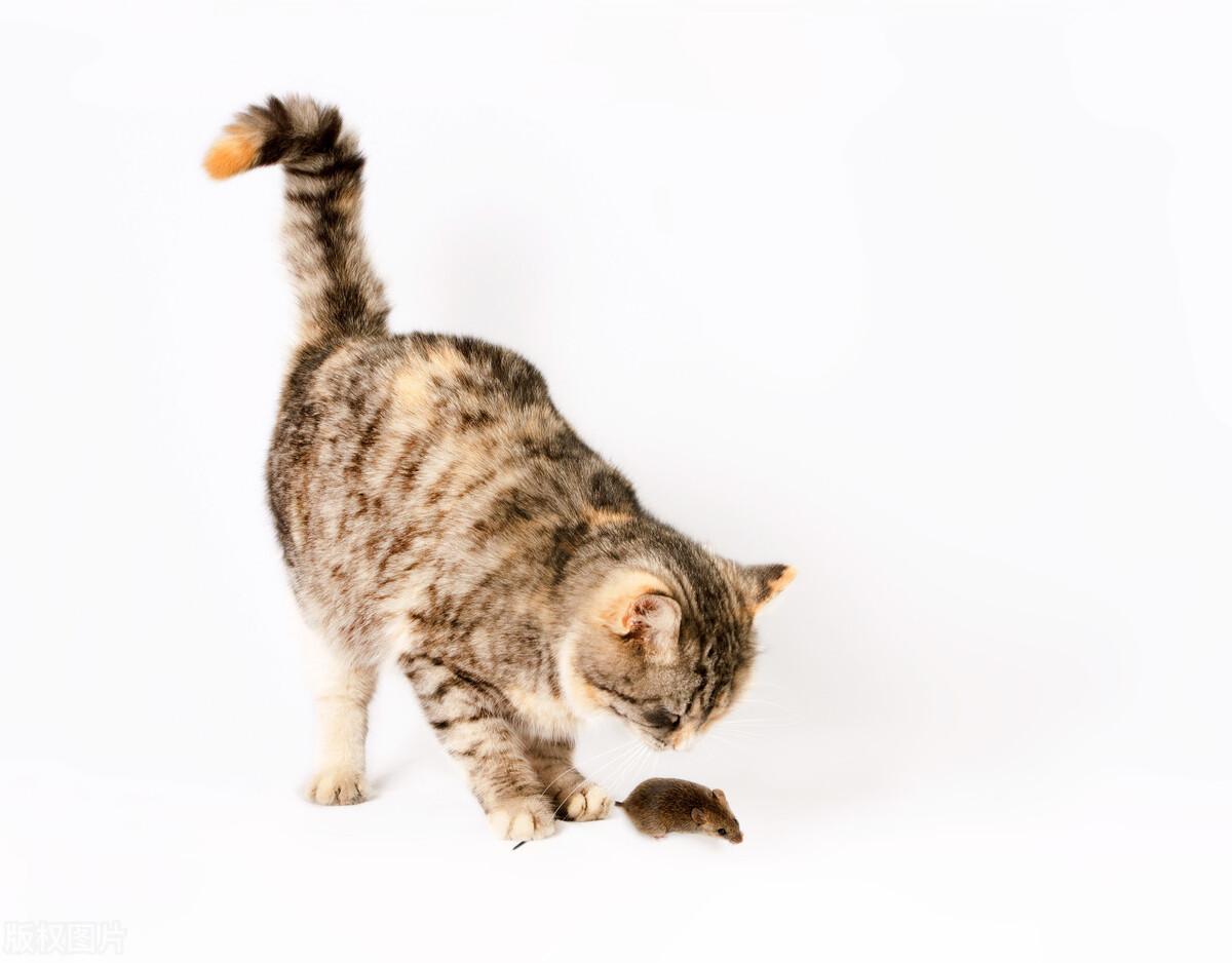 猫咪摇尾巴(猫咪为什么不停的甩尾巴)