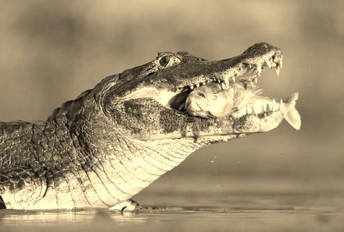 亚马逊鳄鱼品种图片