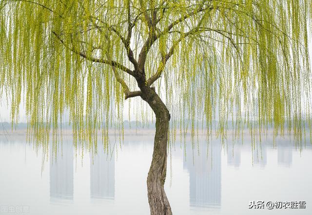 万条垂下绿丝绦全诗,碧玉妆成一树高万条垂下绿丝绦的意思(他写的不