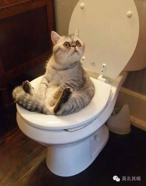 6kg多少磅，5kg是多少磅（膨润土/松木/玉米豆腐砂）