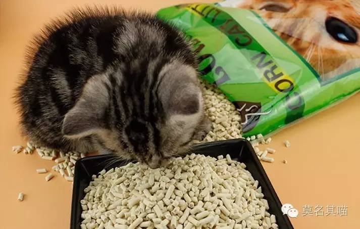 6kg多少磅，5kg是多少磅（膨润土/松木/玉米豆腐砂）