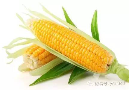 水果玉米是转基因的吗，转基因玉米会让人绝育吗（科普水果玉米是转基因食品吗）