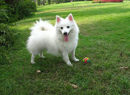 雪狐狗可以养吗，宠物雪狐可以当狗养吗（没时间的人最好不要养银狐犬）