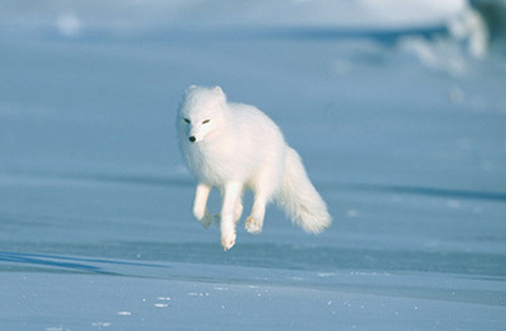 雪狐狗可以养吗，宠物雪狐可以当狗养吗（没时间的人最好不要养银狐犬）