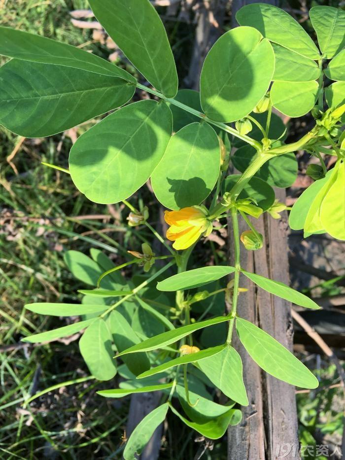 草決明和決明子一樣嗎,草決明與決明子的區別(農村野地裡的寶貝,還能