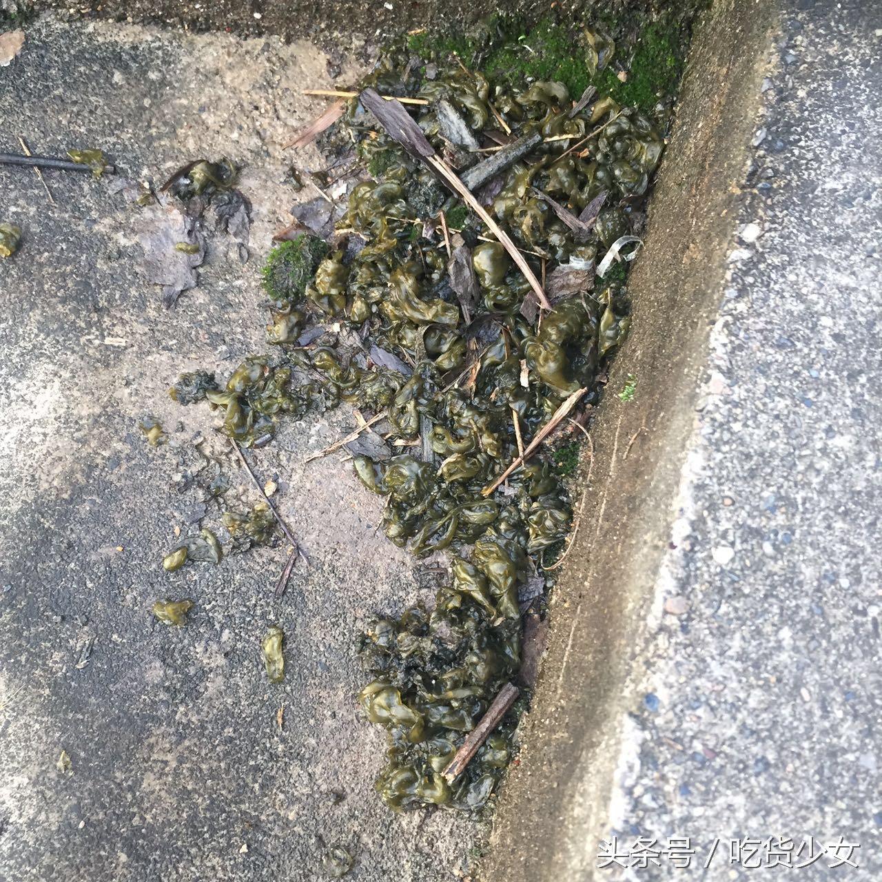 青苔可以吃吗，饮水桶里青苔怎么清洗（奶奶却说这是道不错的美味）