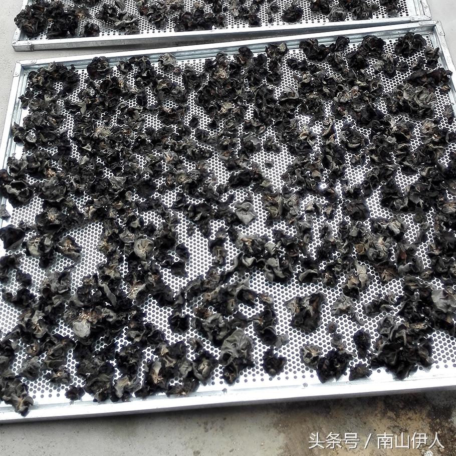 秋耳和木耳的区别，黑山木耳与秋耳的区别（农民种植户教你后就不会再被忽悠）