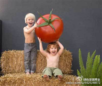 一个西红柿的热量，西红柿的热量（告诉你们几种常见水果的热量）