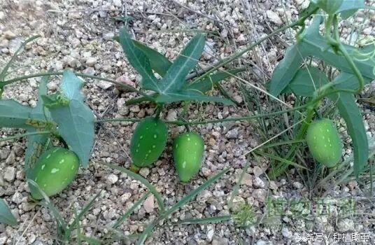 老鼠拉冬瓜的功效,老鼠拉冬瓜图片(你忽悠谁?老鼠会拉冬瓜?不)