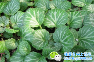 中耳炎的治疗方法，急性中耳炎怎么治疗（康康教你3个小妙招）