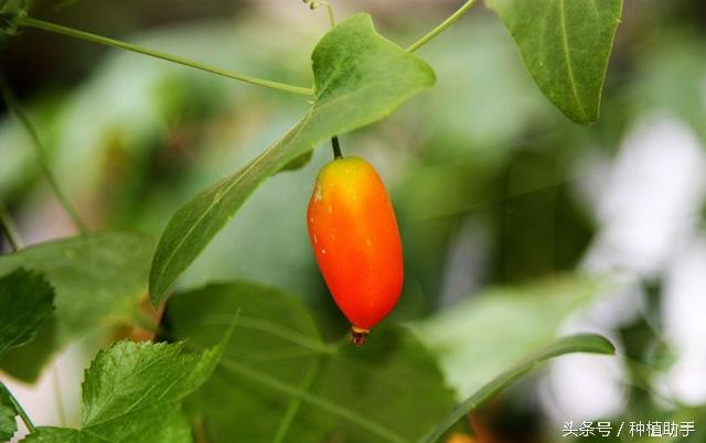 老鼠拉冬瓜的功效,老鼠拉冬瓜图片(你忽悠谁?老鼠会拉冬瓜?不)