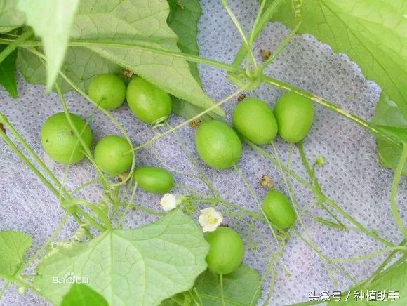 老鼠拉冬瓜的功效,老鼠拉冬瓜图片(你忽悠谁?老鼠会拉冬瓜?不)