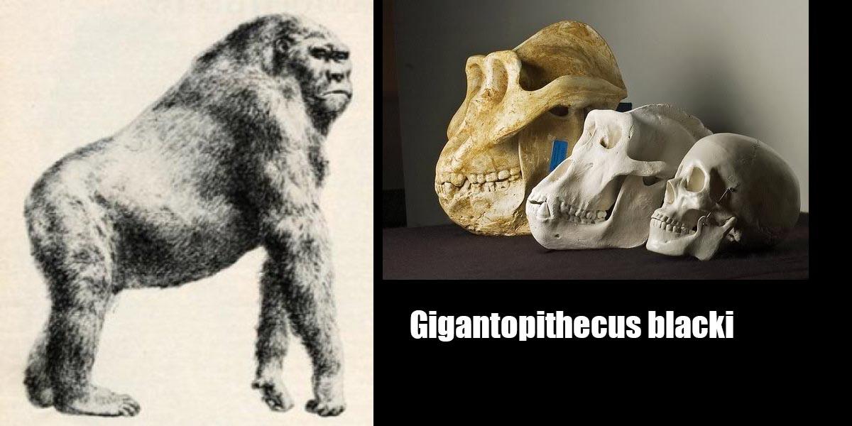 真正的妖猴孙悟空，孙悟空也许是冰河时代真实存在的妖猴