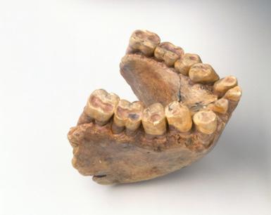 真正的妖猴孙悟空，孙悟空也许是冰河时代真实存在的妖猴