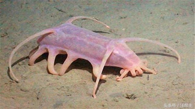海猪是什么动物，海猪是什么（很萌很Q弹）