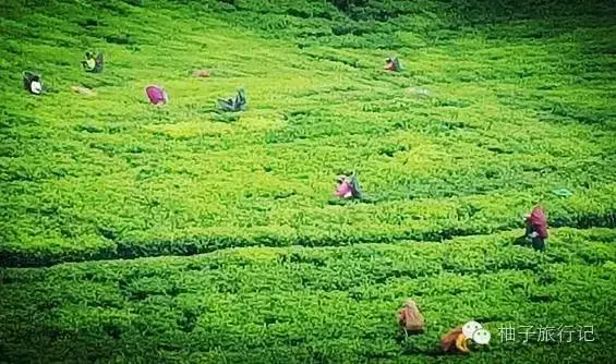 斯里兰卡旅游攻略，斯里兰卡旅游攻略花费（“给读者的”斯里兰卡旅游全攻略详细得不要不要的）