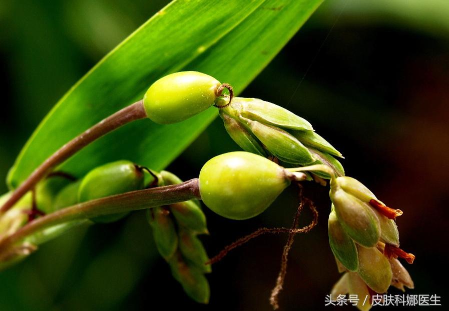 小薏米和大薏米的区别，小薏米和大薏米的区别和功效（是我们入药的祛湿气的薏苡仁吗）