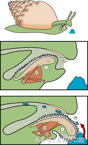 蜗牛有牙齿吗，蜗牛260000的牙齿图片（为什么蜗牛是牙齿最多的动物 ）