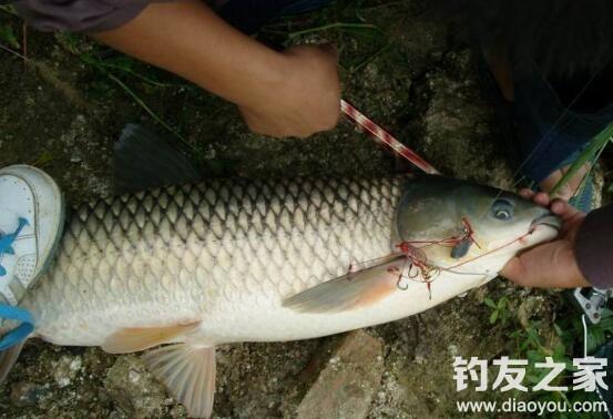 海杆怎样钓草鱼，海竿钓鱼技巧（海竿钓草鱼的钓具搭配和钓饵技巧）