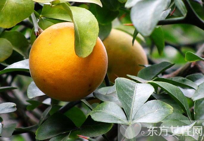 乳腺增生仙人掌，仙人掌外敷治肿瘤的偏方（引起乳腺增生的原因有哪些）