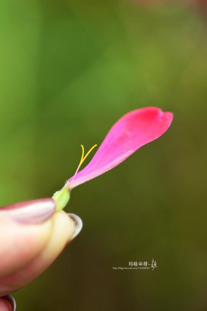 外面一圈称为舌状花,中心顶端是头状花序,上面又开着一朵朵管状的小花