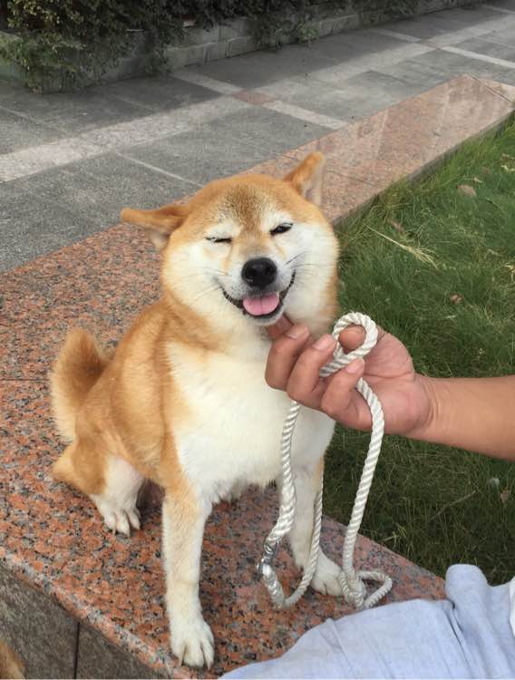 柴犬是土狗吗,土柴犬是什么犬(养了只柴犬老被别人说是土狗)