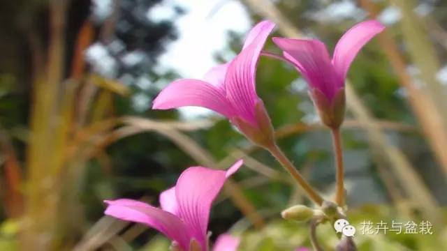 穗花婆婆纳几月开花，穗花婆婆纳什么时候播种（婆婆纳的作用和种植的简单介绍）