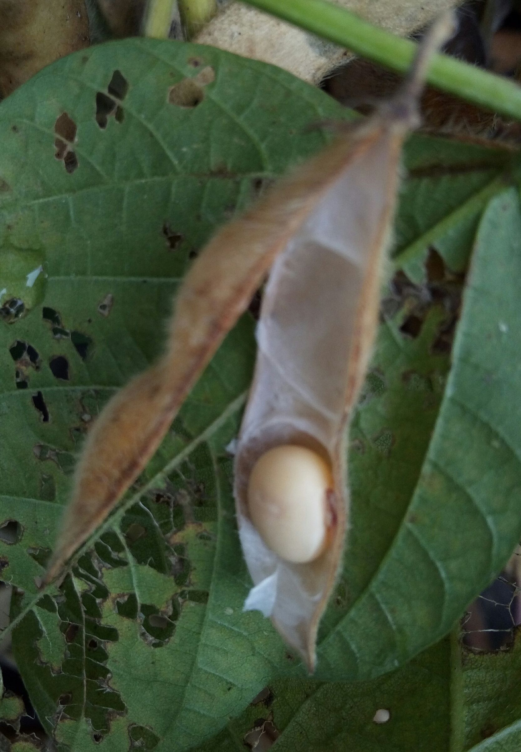毛豆和黄豆一样吗，毛豆的功效与作用（城里的孩子知道的不多）