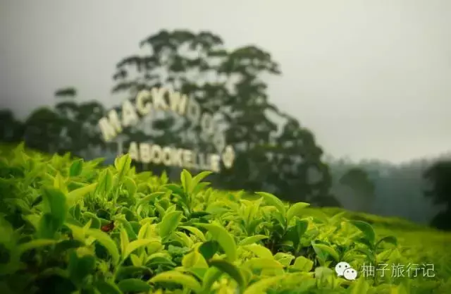 斯里兰卡旅游攻略，斯里兰卡旅游攻略花费（“给读者的”斯里兰卡旅游全攻略详细得不要不要的）