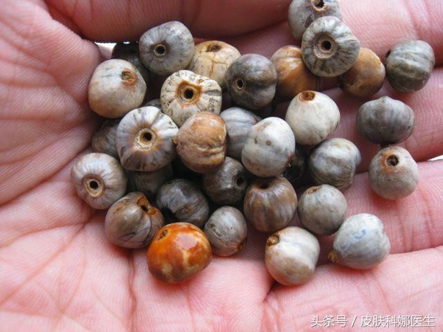 小薏米和大薏米的区别，小薏米和大薏米的区别和功效（是我们入药的祛湿气的薏苡仁吗）