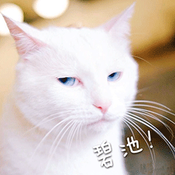 蓝瘦香菇是什么意思，香菇和蓝瘦是什么意思（“蓝瘦香菇”一夜爆红）