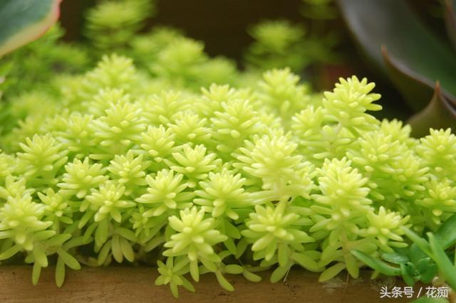 黄金万年草有毒吗，黄金万年草有毒吗能吃吗（怎么养才能长得金黄并且爆盆）