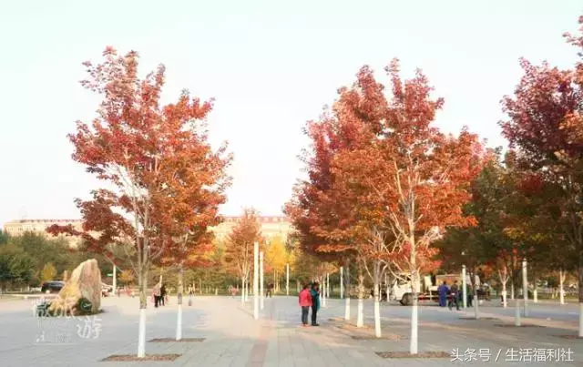 哈尔滨工程大学图书馆，哈尔滨工程大学图书馆初始密码（你们家图书馆门前的枫叶敢再美点吗）