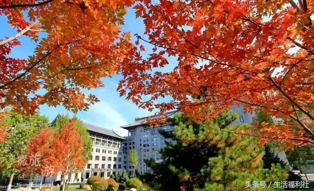 哈尔滨工程大学图书馆，哈尔滨工程大学图书馆初始密码（你们家图书馆门前的枫叶敢再美点吗）