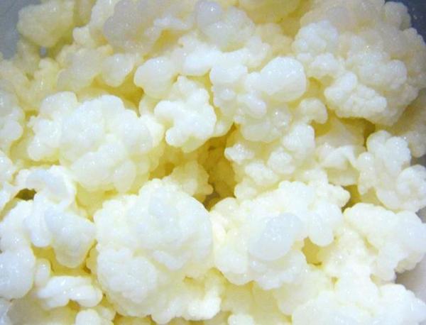 什么人不能喝藏灵菇，藏灵菇不喝了怎么保存（养生之极品——西藏灵谷）