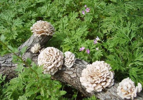 什么人不能喝藏灵菇，藏灵菇不喝了怎么保存（养生之极品——西藏灵谷）