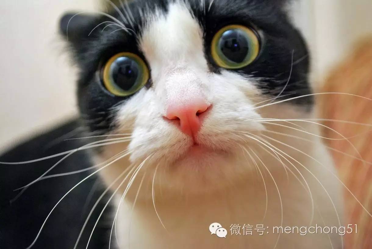 猫咪得猫温怎么办（小猫猫瘟怎么治疗）