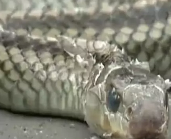 遇到蛇怎么办，什么东西最吸引蛇（距蛇很近，衣服盖）