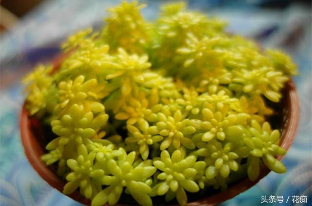 黄金万年草有毒吗，黄金万年草有毒吗能吃吗（怎么养才能长得金黄并且爆盆）