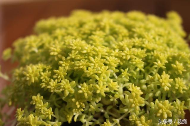 黄金万年草有毒吗，黄金万年草有毒吗能吃吗（怎么养才能长得金黄并且爆盆）