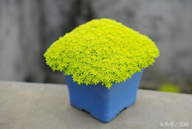 黄金万年草有毒吗，黄金万年草有毒吗能吃吗（怎么养才能长得金黄并且爆盆）