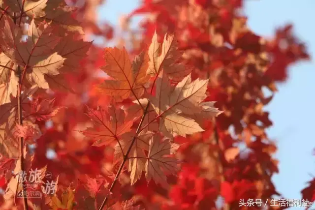 哈尔滨工程大学图书馆，哈尔滨工程大学图书馆初始密码（你们家图书馆门前的枫叶敢再美点吗）
