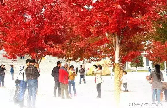 哈尔滨工程大学图书馆，哈尔滨工程大学图书馆初始密码（你们家图书馆门前的枫叶敢再美点吗）