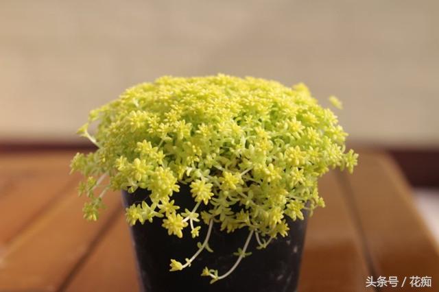 黄金万年草有毒吗，黄金万年草有毒吗能吃吗（怎么养才能长得金黄并且爆盆）